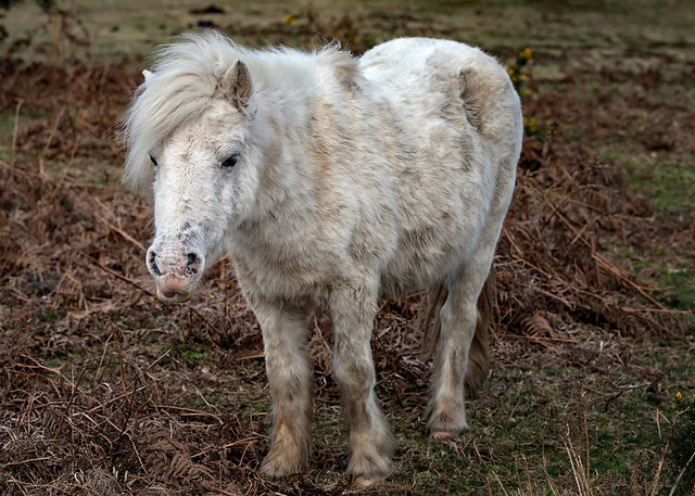 Shetland Pony, Janesmoor Pond, New Forest, Hampshire, UK