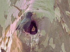 European Starling and her baby
