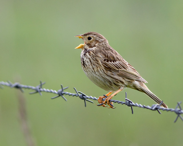 A87A3383  Corn bunting