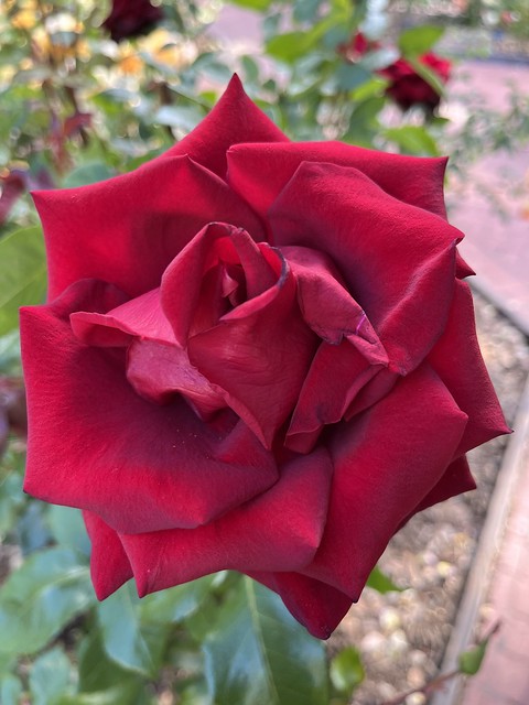Black Magic rose