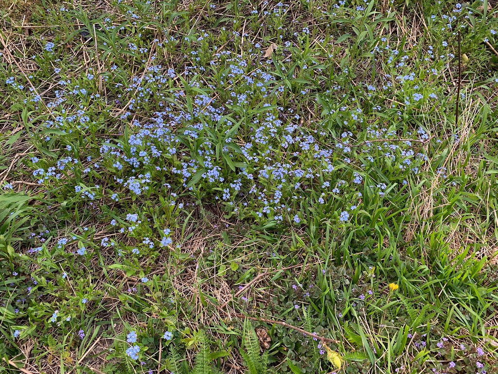 Beautiful For-get-me-nots flower , wildflowers , weeds and creeping Charlie or ground ivy in the woods on Duffins trail in Discovery bay , Martin’s photographs , Ajax , Ontario , Canada , May 15. 2022