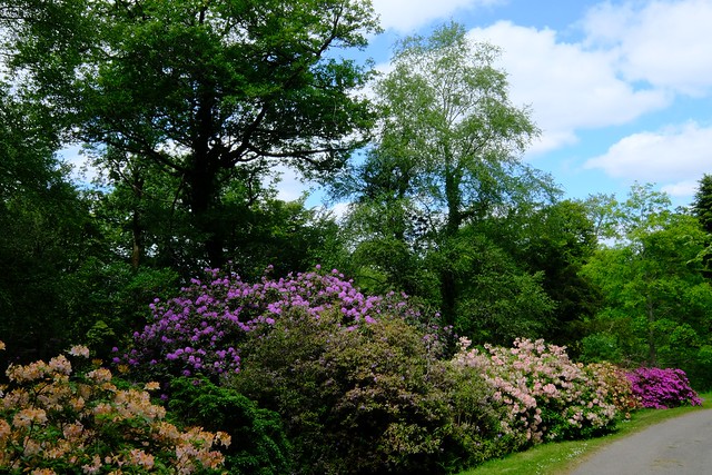 Rhododendrons au domaine de Trévarez