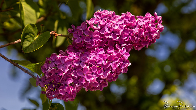 Common Lilac (Syringa vulgaris)6