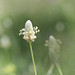 llantén menor o lance olado (Plantago lanceolata L.)