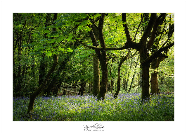The Bluebell Wood (Explore 17/05/2022)