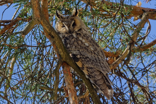Ушастая сова, Asio otus otus, Long-eared owl