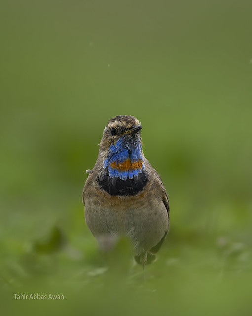 Bluethroat