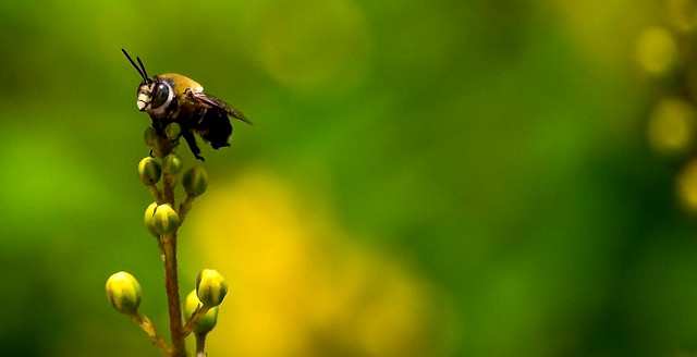 Bee In My Garden (4)
