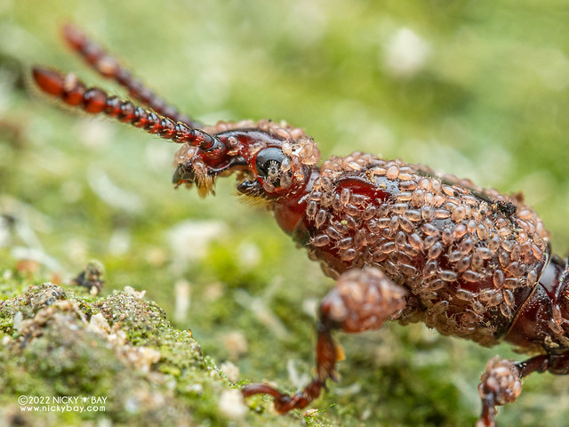 Straight-snouted weevil (Brentidae) - P2198185