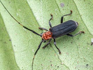 Longhorn beetle (Serixia sp.) - P2198213