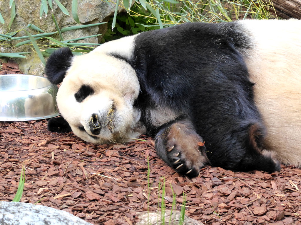 schlaf gut, putziger Pandabär!