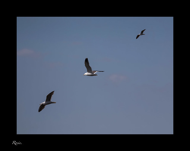 Three Gulls