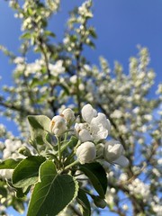 The apple tree is blooming