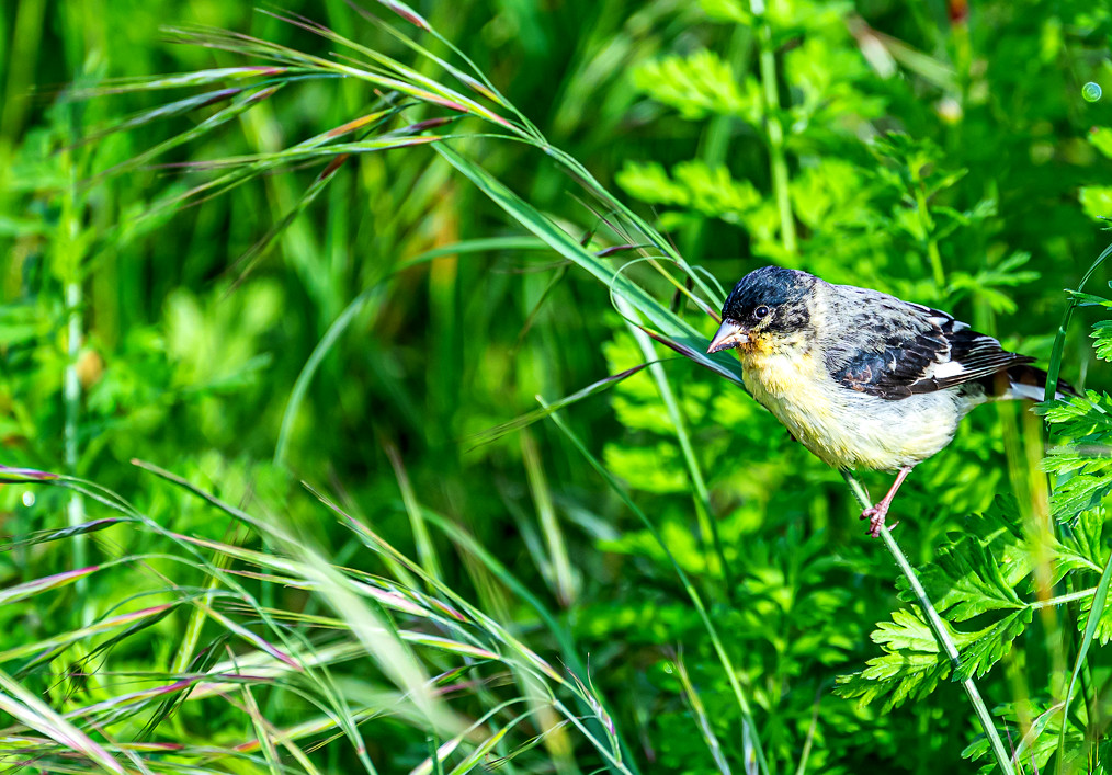 Lesser Golfinch Bird 1 of 3