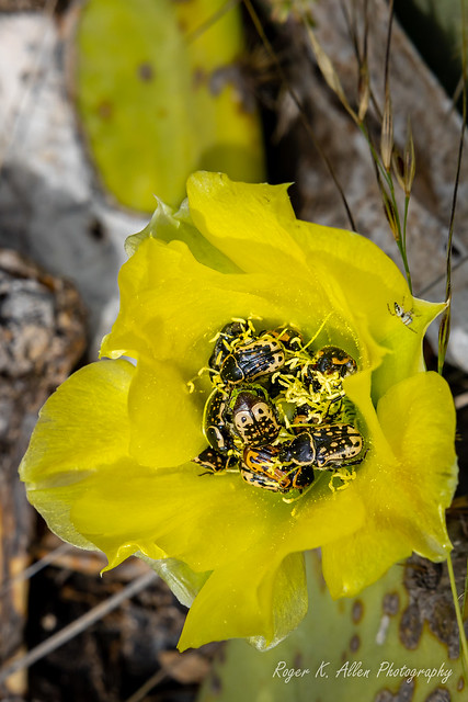 Cactus Flower Euphoria