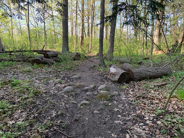 Had been hanging in there for a few years , this very large broken & cracked tree is cut up now and laying on the ground in pieces in the woods at Duffins trail in Discovery bay , Martins photograph , Ajax , Ontario , Canada , May 15. 2022