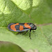 Red and black froghopper_6800