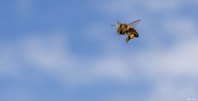 Honey bee.