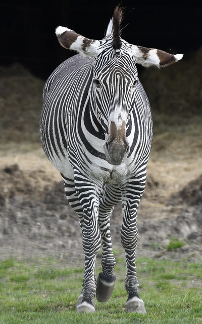 Inqisitive zebra..