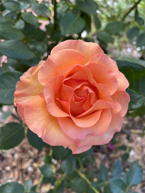 Sunstruck rose