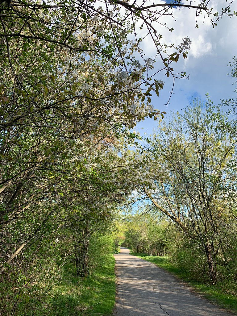 Beautiful flowering trees and blue sky with beautiful clouds on Duffins trail in Discovery bay , Martin’s photographs , Ajax , Ontario , Canada , May 15. 2022