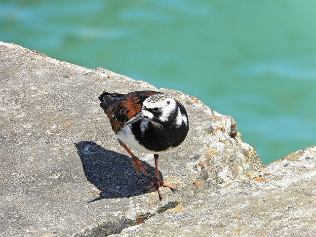 Turnstone, Newhaven WQ, May 12 2022, P1 (14)