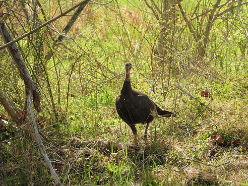 Photo of wild turkey in the woods