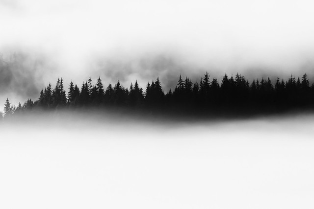 Conifer Forest and Fog along I-90 in Washington State