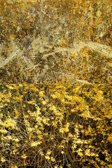 Abstract diptych with a weathered concrete barrier combined with the yellow flowers of a forsythia bush