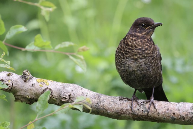 Female Blackbird