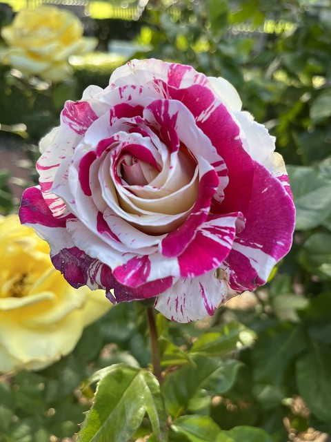 Scentimental rose