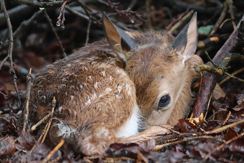 Photo of fawn laying in the woods