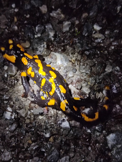 Feuersalamander (Salamandra salamandra) (5)