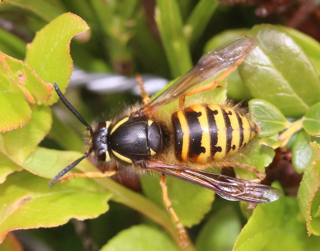 1cf  Norwegian wasp Dolichovespula  norwegica  vespidae