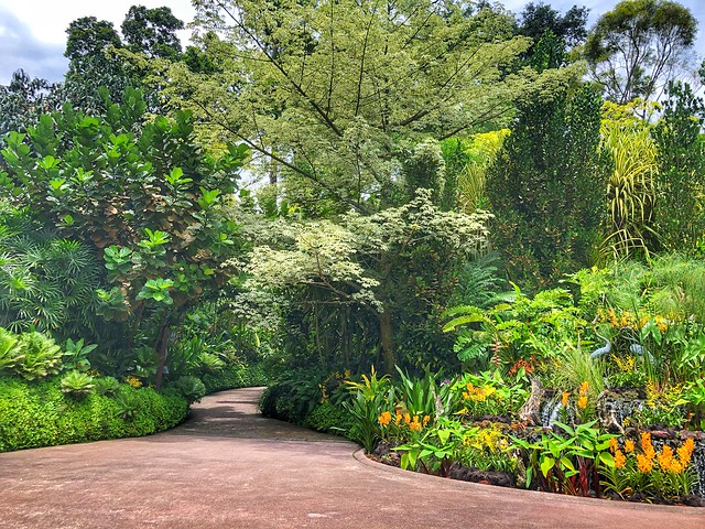 Orchids, Singapore Botanic Gardens