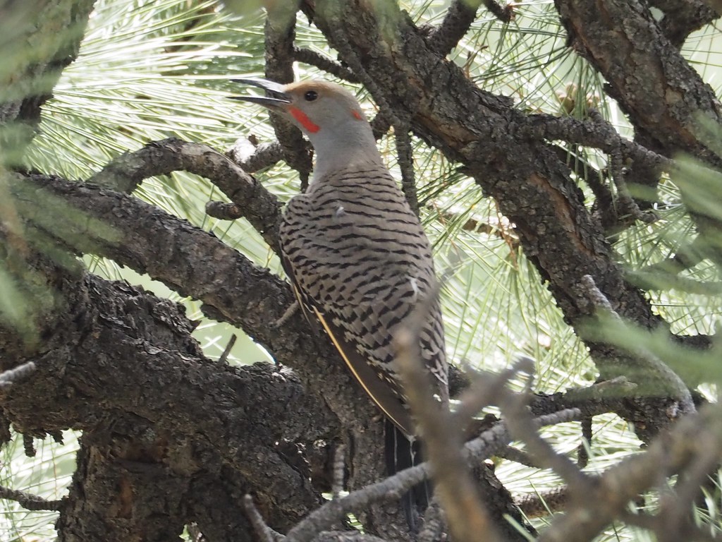 Northern flicker | OLYMPUS DIGITAL CAMERA | Chris Jacobsen | Flickr