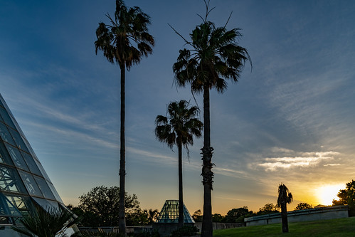 Palm Trees by Corey Leopold, Palm Trees at the San Antonio Botanical Gardens.botanicalgardens sanantonio architecture building cl