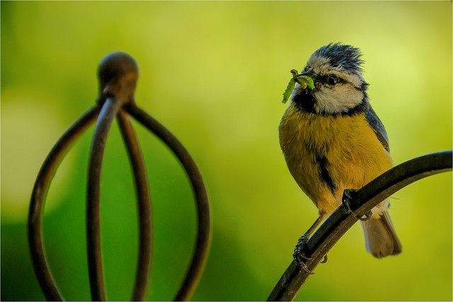 Blue-tit with grubs