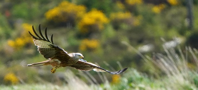 Red Kite (Milvus milvus)