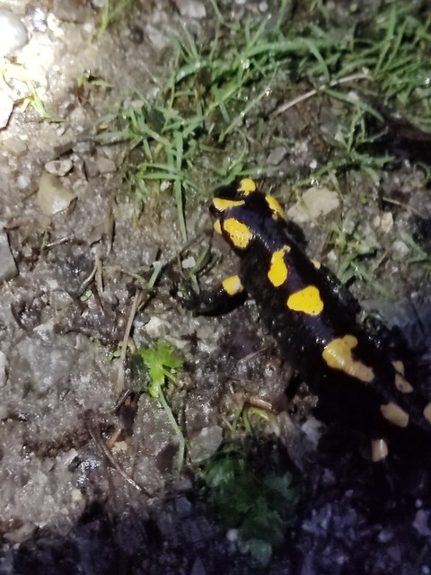 Feuersalamander (Salamandra salamandra) (2)