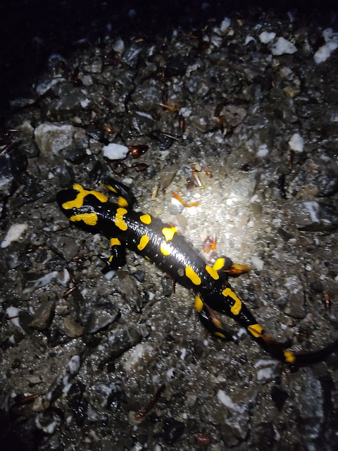 Feuersalamander (Salamandra salamandra) (3)
