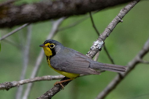 Canada warbler | by Christy Hibsch