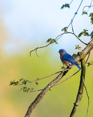 Eastern Bluebird