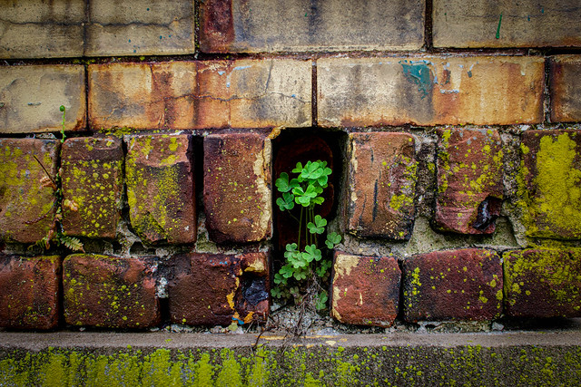 Plant In A Wall