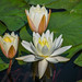 International Waterlily Collection in San Angelo, Texas
