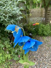 My blue Himalayan poppy