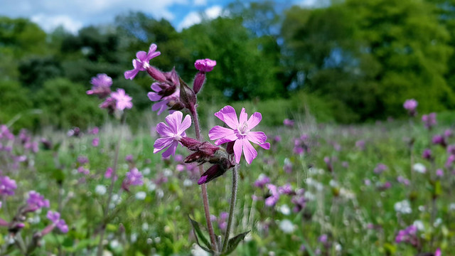 Swathes of pink and red - Red Campion (Silene dioica)