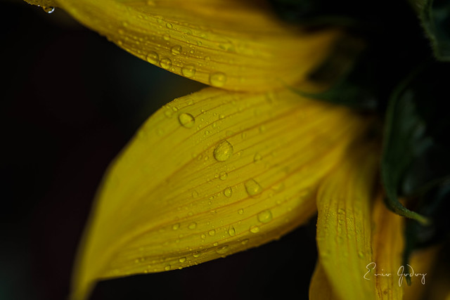 Sunflower - drops