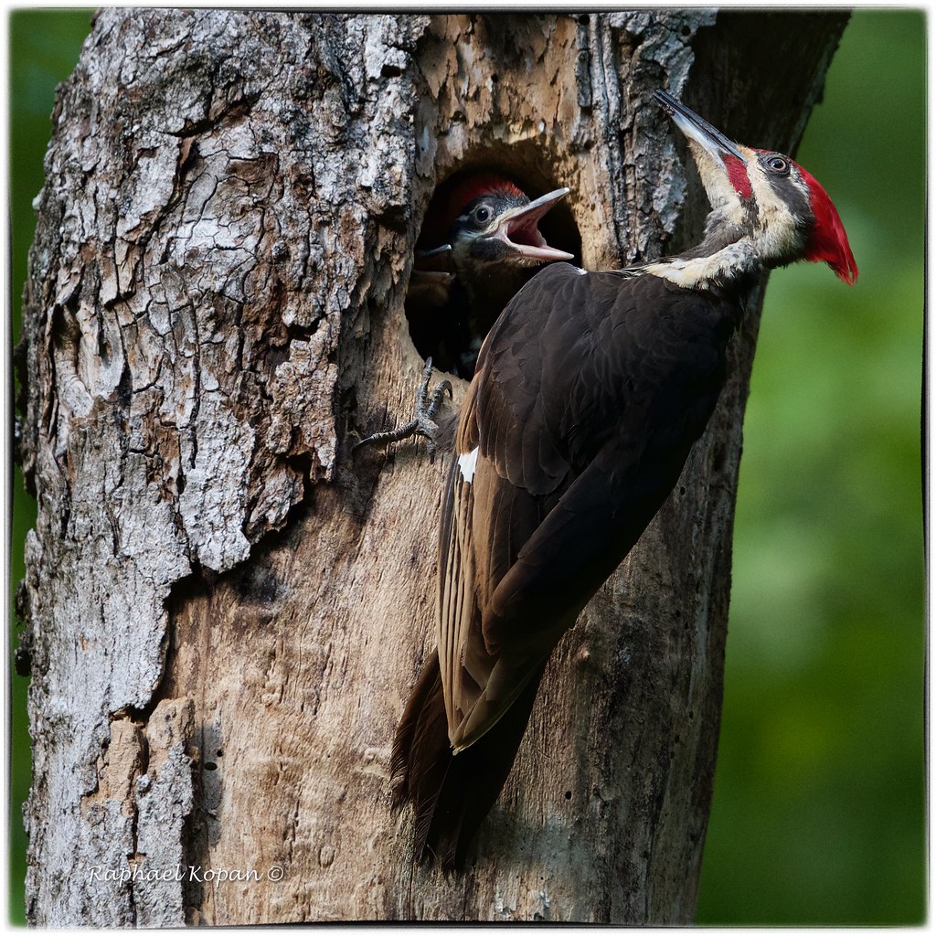 Pileated Woodpecker (Dad and daughter)
