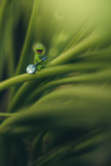 I think the best way to find happiness is to stop looking so hard. ~Kermit the Frog